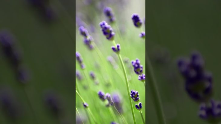 【趣味と好きな事】カメラとスピリチュアル🌈✨