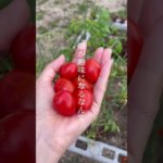 自然と触れ合う✴︎毎日の気づき✴︎メッセージ#スピリチュアル#メッセージ#自然が好き #癒し動画 #畑#野菜収穫 #野菜作り