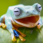 自然と動物の癒しの瞑想音楽・スパ・睡眠・リラックス