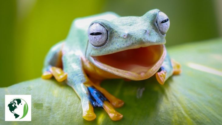 自然と動物の癒しの瞑想音楽・スパ・睡眠・リラックス