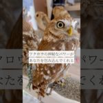 癒しの日々を過ごす✖︎シンギングボウル（倍音/睡眠/瞑想/倍音浴/ヒーリングミュージック/リラクゼーション)