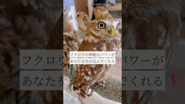 癒しの日々を過ごす✖︎シンギングボウル（倍音/睡眠/瞑想/倍音浴/ヒーリングミュージック/リラクゼーション)