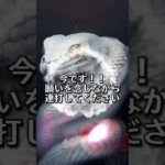 願いをコメントすると効果倍増⛩✨  #スピリチュアル #金運 #開運