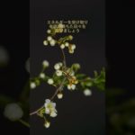 願いをコメントすると効果倍増💖✨#スピリチュアル #波動 #幸運