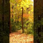 1分間瞑想　静かな呼吸　＃マインドフルネス　＃誘導瞑想