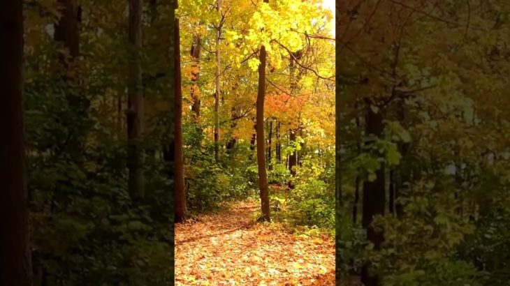 1分間瞑想　静かな呼吸　＃マインドフルネス　＃誘導瞑想