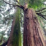 森のマインドフルネスリトリート2023　近日申込開始