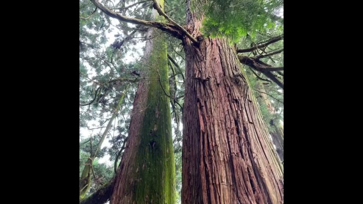 森のマインドフルネスリトリート2023　近日申込開始