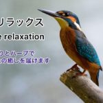 鳥の囀りとハープの癒し[リラックス・集中・瞑想・癒し・睡眠・528Hz]