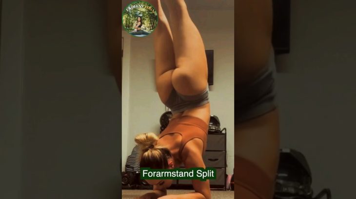Flexible Yoga Stretching Forearm Stand  Split #shorts