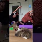 Hindistan’da kedili yoga seansı
