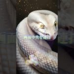 LINEともだち追加はコメント欄から⛩✨  #スピリチュアル #金運 #開運