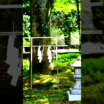 【Meditation music, 30s】small 「torii」【朝の瞑想。30秒間】小さな、鳥居。