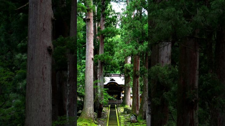 【Meditation music, zen 30s】into nature. Eiheiji, temple【朝の瞑想。禅。30秒間】自然のなかへ（永平寺）。