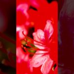 【Mindfulness, meditation, 15s】Red and burning.【マインドフルネス瞑想。15秒間】赤く、燃えている。