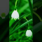 【Mindfulness, meditation, 15s】Tender feelings.【マインドフルネス瞑想。15秒間】優しい気持ち。