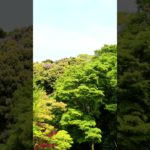 【Mindfulness, meditation, 15s】The day called today. 【マインドフルネス瞑想】今日という日。それは、明日になれば、思い出になる。