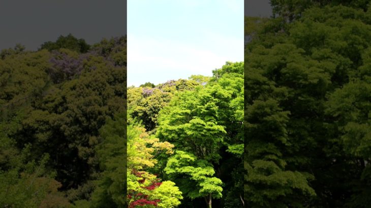 【Mindfulness, meditation, 15s】The day called today. 【マインドフルネス瞑想】今日という日。それは、明日になれば、思い出になる。