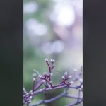 【夜の瞑想】１分間、すべての活動を停止する。休む。Stop all your activity. rest, 1 min.