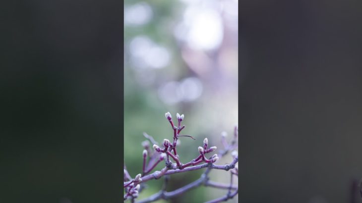 【夜の瞑想】１分間、すべての活動を停止する。休む。Stop all your activity. rest, 1 min.