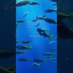 『Waltz for Manta』瞑想のピアニスト、ウォン・ウィンツァン #shorts #piano #癒しの音楽