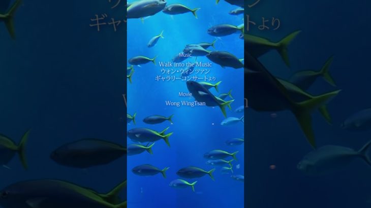 『Waltz for Manta』瞑想のピアニスト、ウォン・ウィンツァン #shorts #piano #癒しの音楽