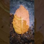 Water, Watersounds, Effective for Relaxing, Meditation, Healing, Relaxation , Sleeping. #shorts