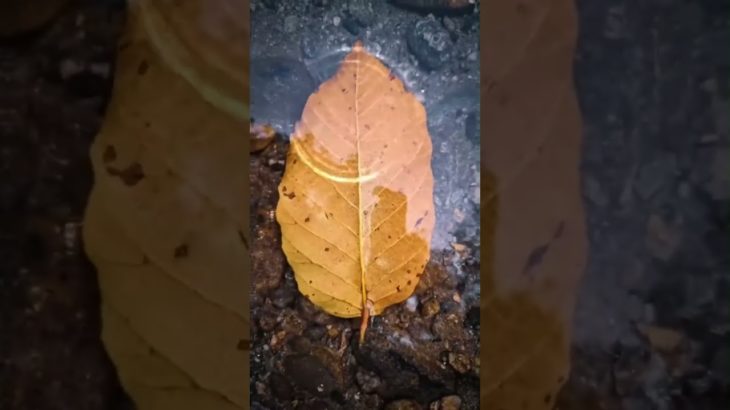 Water, Watersounds, Effective for Relaxing, Meditation, Healing, Relaxation , Sleeping. #shorts