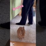 うさヒーラーの日常 #うさぎ #rabbit #マインドフルネス #アニマルセラピー