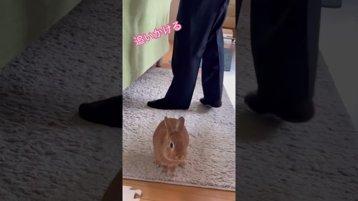 うさヒーラーの日常 #うさぎ #rabbit #マインドフルネス #アニマルセラピー