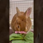 うさ様ポッキーをマインドフルネス #うさぎ #rabbit 食べる瞑想 #マインドフルネス #潜在意識の書き換え #引き寄せの法則