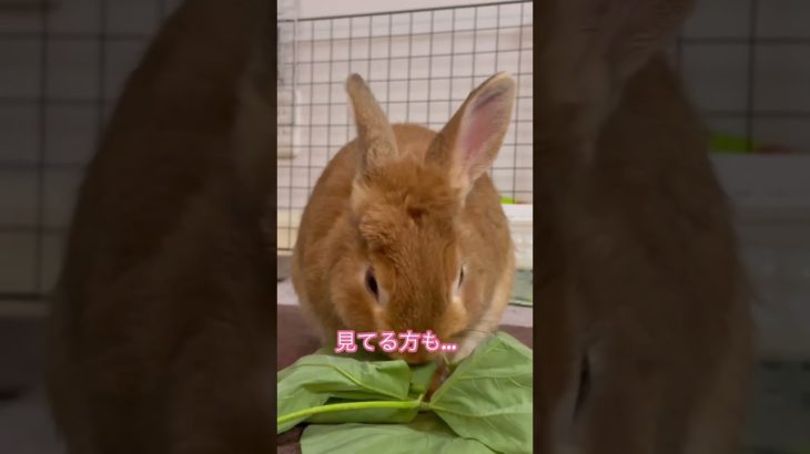 うさ様ポッキーをマインドフルネス #うさぎ #rabbit 食べる瞑想 #マインドフルネス #潜在意識の書き換え #引き寄せの法則