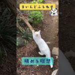 爪を研ぐ猫ちゃんを眺める瞑想 #マインドフルネス #ゆるぷか #癒し #こころメンテ #shorts