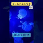 ゆらゆらくらげを眺める瞑想 #マインドフルネス #ゆるぷか #癒し #こころメンテ #shorts