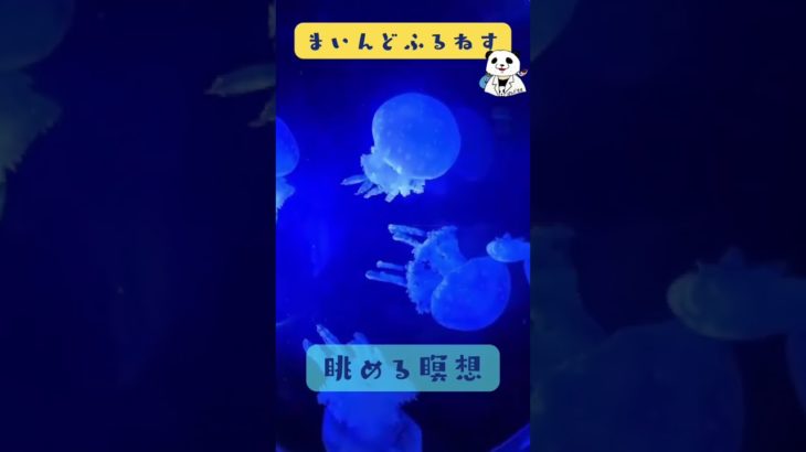 ゆらゆらくらげを眺める瞑想 #マインドフルネス #ゆるぷか #癒し #こころメンテ #shorts