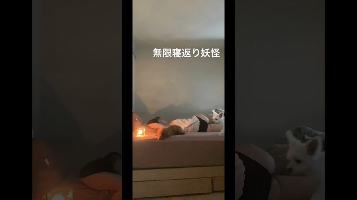 【眠れない夜必見】不眠緩和の呼吸のマインドフルネス瞑想の仕方紹介するー！ #ヨガ #不眠解消 #寝れない　#眠れない #マインドフルネス　#瞑想