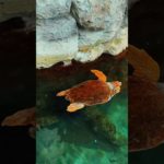 回復の為の休息を✖︎シンギングボウル（倍音/睡眠/瞑想/倍音浴/ヒーリングミュージック/リラクゼーション)