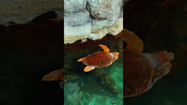 回復の為の休息を✖︎シンギングボウル（倍音/睡眠/瞑想/倍音浴/ヒーリングミュージック/リラクゼーション)