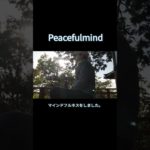 マインドフルネスとシン仮面ライダーの感想