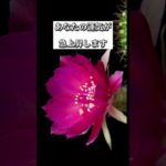 願いをコメントすると効果倍増💖✨#スピリチュアル #波動 #幸運