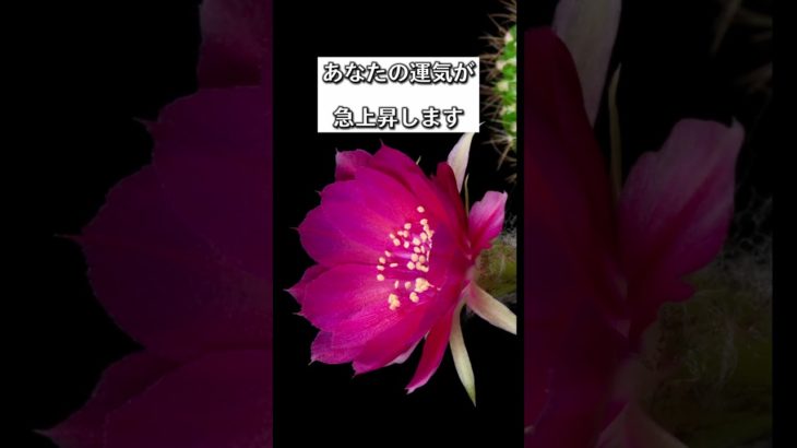 願いをコメントすると効果倍増💖✨#スピリチュアル #波動 #幸運