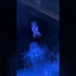 変化や移ろいを受け入れていく✖️シンギングボウル（倍音/睡眠/瞑想/倍音浴/ヒーリングミュージック/リラクゼーション)