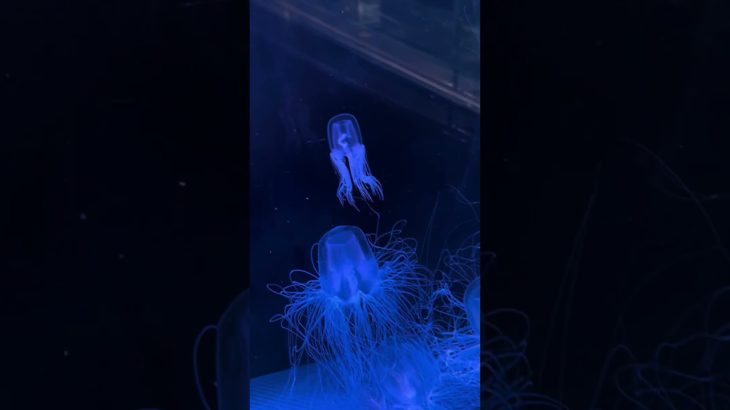 変化や移ろいを受け入れていく✖️シンギングボウル（倍音/睡眠/瞑想/倍音浴/ヒーリングミュージック/リラクゼーション)