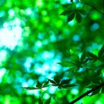 【ヨガ　瞑想　癒し　BGM　自然】＜＜ネイチャー・ヨガ＞＞健康・リラックス・やすらぎ・新緑・初夏・山・森・空・滝・小鳥のさえずり・せせらぎ・動物