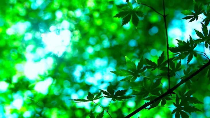 【ヨガ　瞑想　癒し　BGM　自然】＜＜ネイチャー・ヨガ＞＞健康・リラックス・やすらぎ・新緑・初夏・山・森・空・滝・小鳥のさえずり・せせらぎ・動物