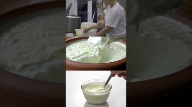 The Health Benefits of Yogurt: A Delicious Way to Improve Your Well-being | SGK