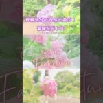 妖精感覚で遊んでみた💕 #スピリチュアル  #fairy #shorts