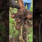 #家庭菜園 自分で食べる物を少しだけ#無農薬#自然栽培#shorts #ウェルビーイング #循環型社会