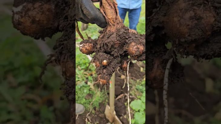 #家庭菜園 自分で食べる物を少しだけ#無農薬#自然栽培#shorts #ウェルビーイング #循環型社会