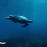 夏の深海BGM【ピアノ癒し曲】静寂を感じる瞑想ヨガ音楽 #72